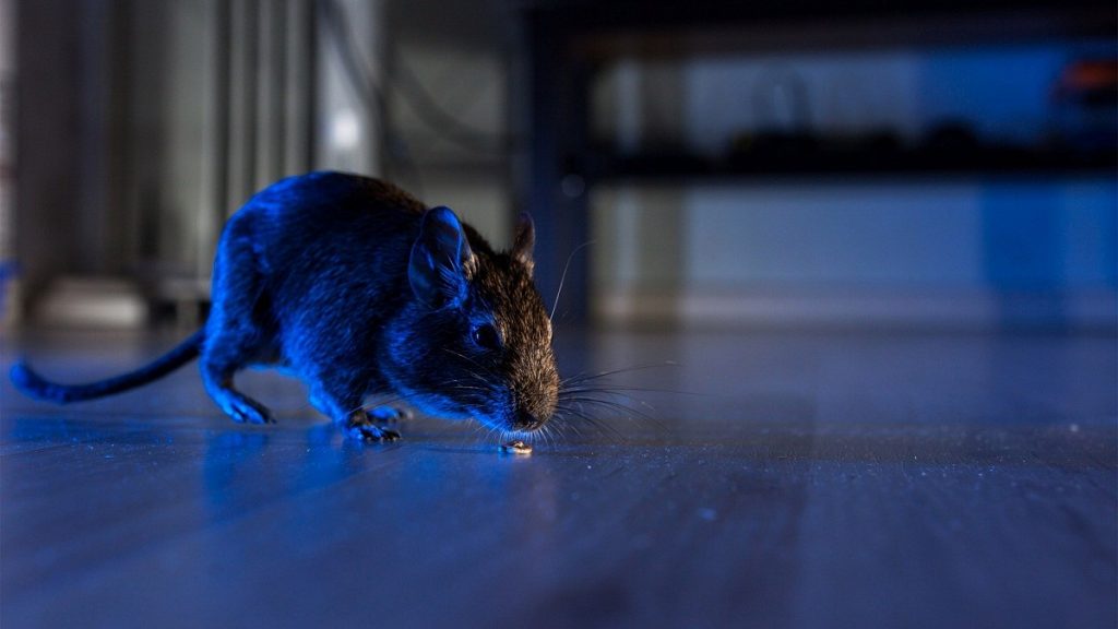 hantavirus como se contagia