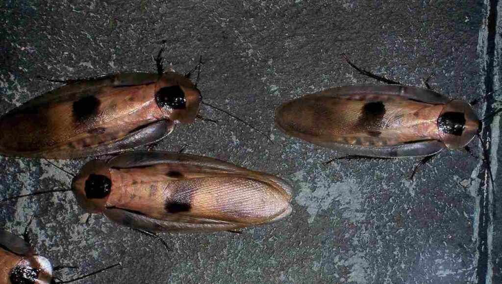 Diploptera punctata
