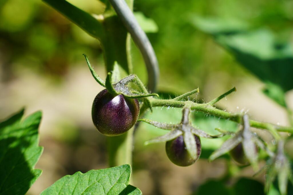 romate morado para que sirve