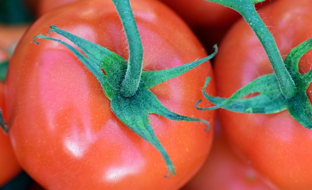 tomate transgénico