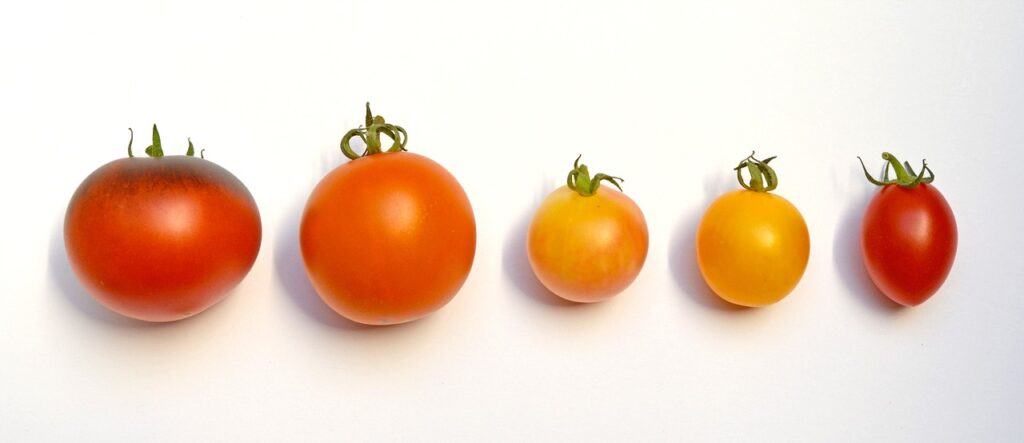 tomate morado para que sirve
