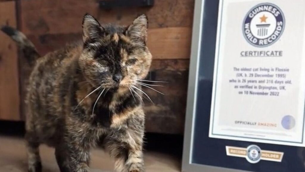 que edad tiene la gata mas vieja del mundo