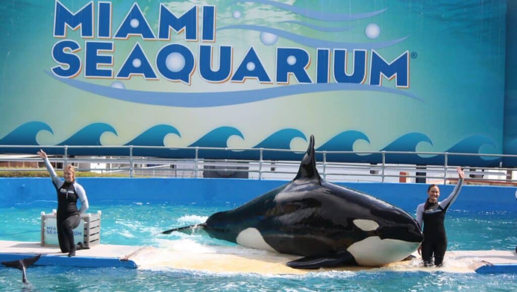 como lograron liberar a la orca lolita de miami seaquarium
