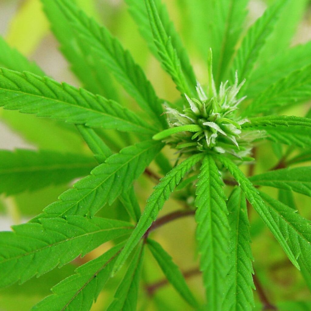 cuales son las limitaciones para anunciar cannabis en Twitter?