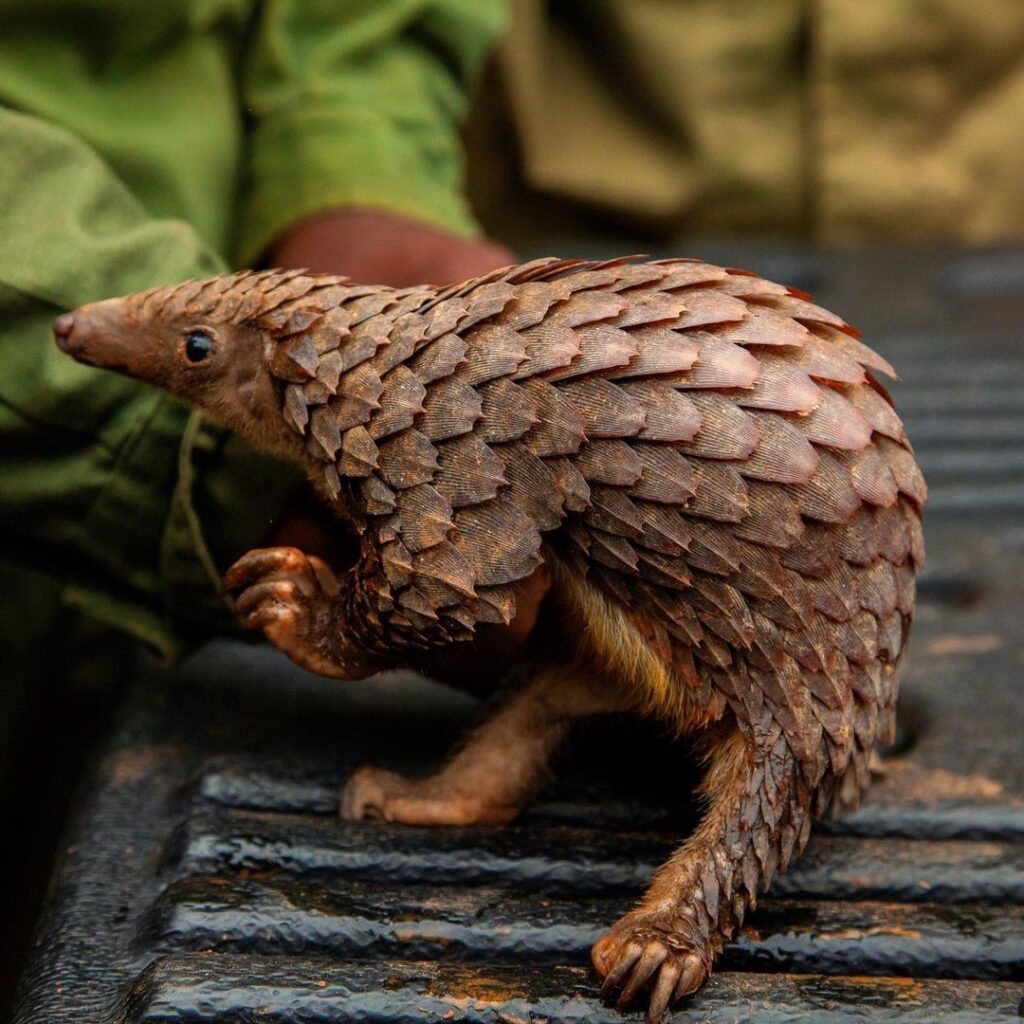 operacion pangolin por quien es liderado?