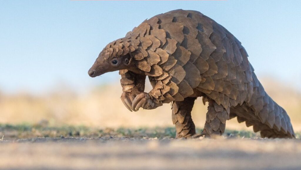 cual es el nuevo proyecto para salvar al pangolin