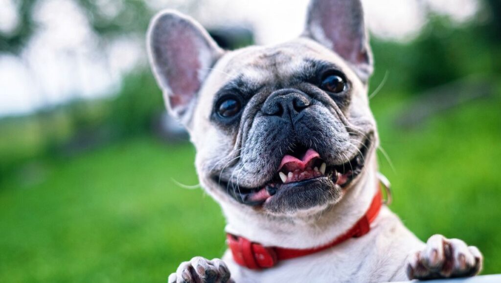 top 10 razas de perros mas populares en estados unidos 2023